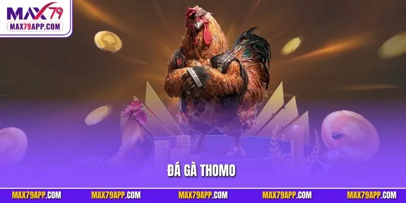 Đá gà Thomo