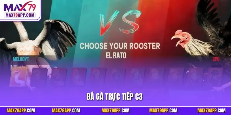 Đá gà trực tiếp C3