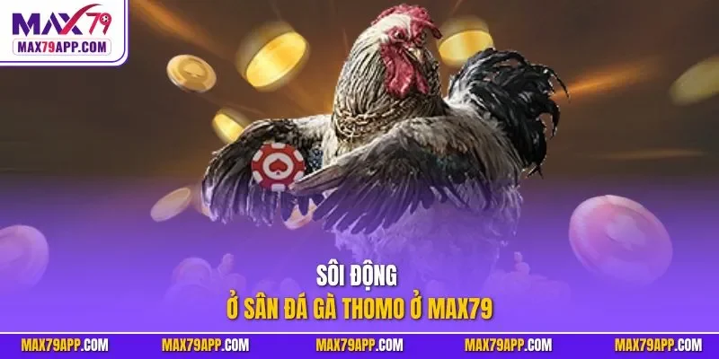 Sôi động ở sân đá gà Thomo ở Max79